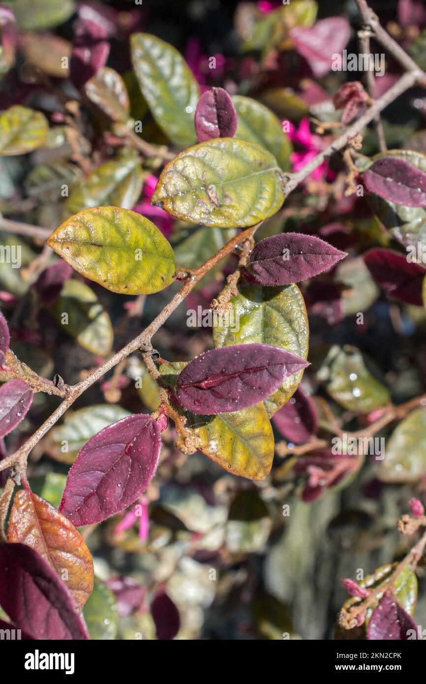 Grüne Blätter als Natur Hintergrund Textur Stockfoto