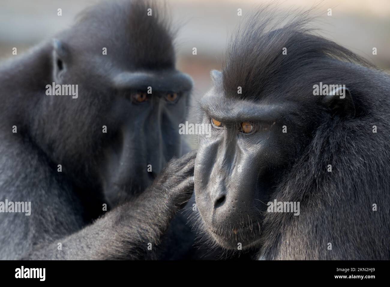 Wunderschöne Schwarzkammmakaken im Tangkoko Stockfoto