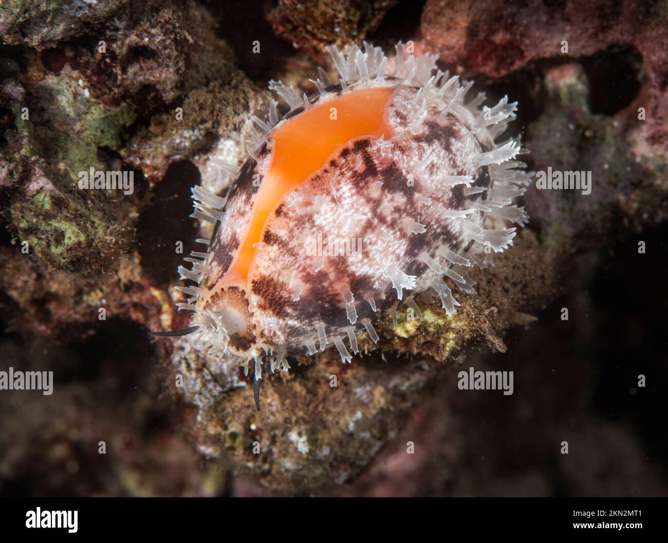 Lyncina propinqua Cypraeidae, lebend am Aa-Riff bei Nacht Tahiti französisch-polynesien Stockfoto