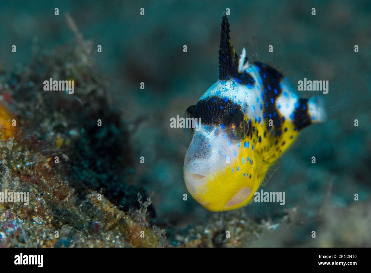 Wunderschöne farbenfrohe Triggerfische, die über einem gesunden Korallenriff im pazifischen Ozean schwimmen Stockfoto