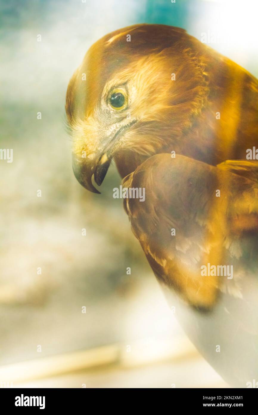 Kreatives Naturfoto eines goldenen Adlers, der von der Glasoberfläche reflektiert wird. Der Glaskasten Adler Stockfoto