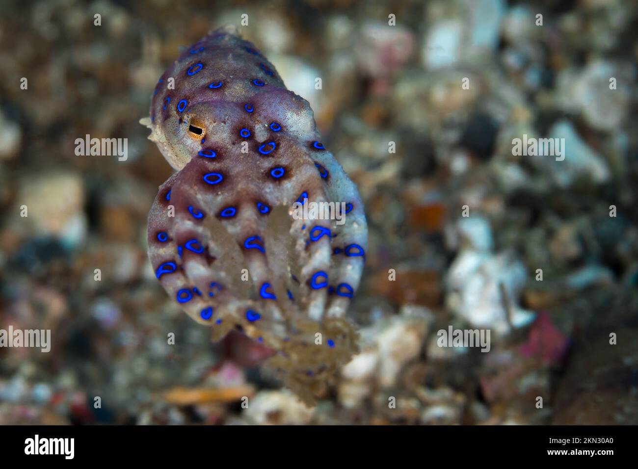 Farbenfroher blauer Ring-Oktopus am Korallenriff Stockfoto