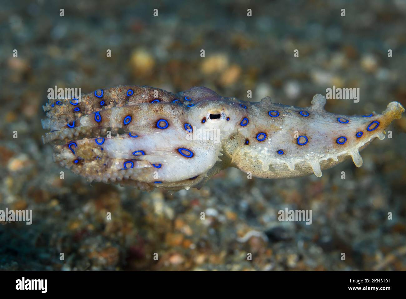 Farbenfroher blauer Ring-Oktopus am Korallenriff Stockfoto