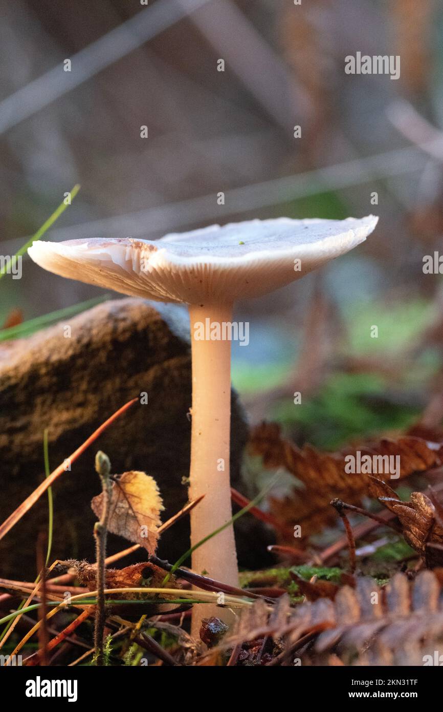 Collybia Distorta Pilze wachsen in magischem Licht auf dem Waldboden Stockfoto