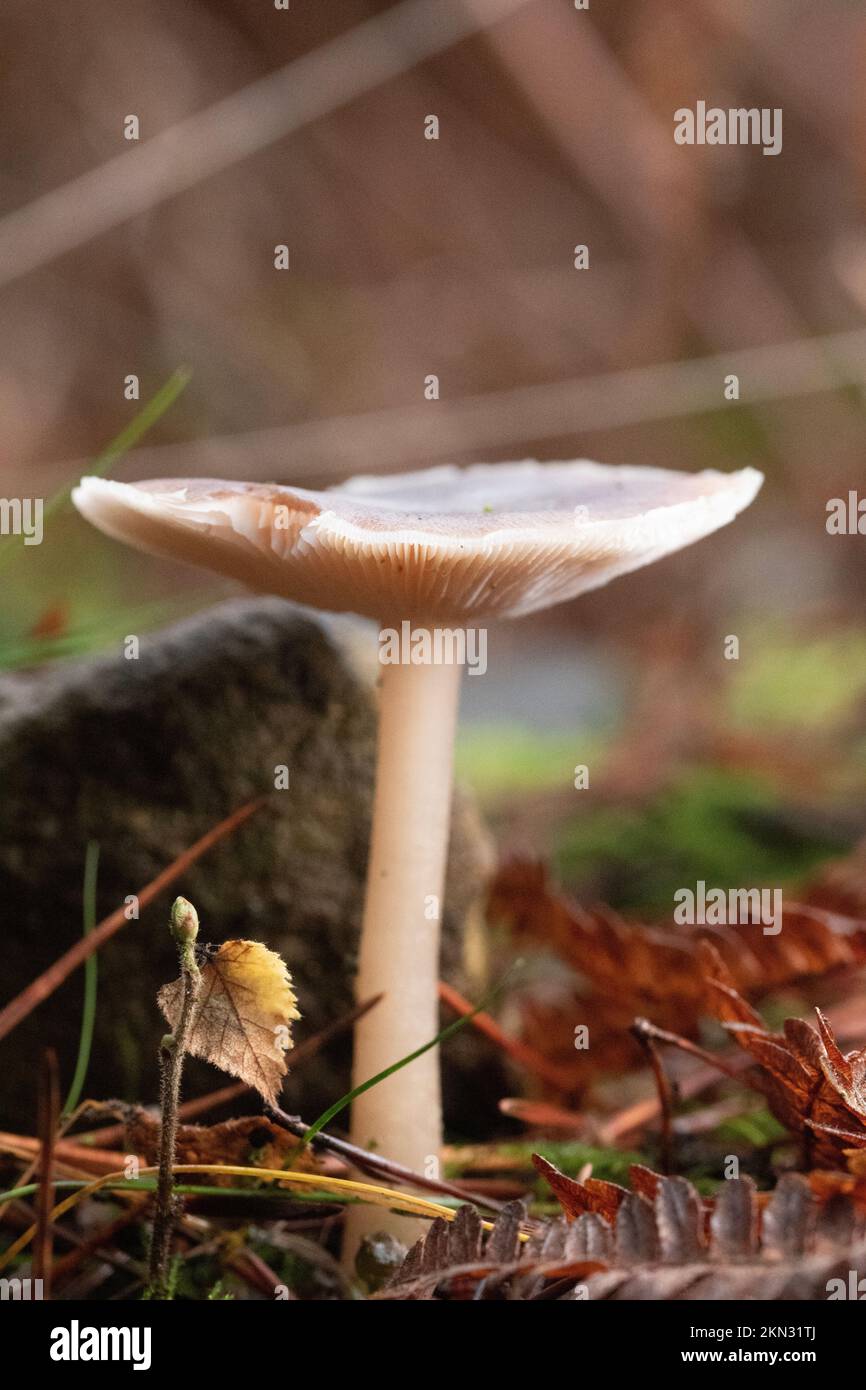 Collybia Distorta Pilze wachsen in magischem Licht auf dem Waldboden Stockfoto