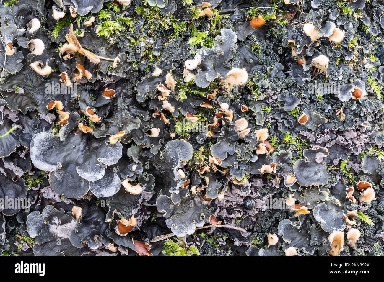 Hundeflächen alias Filzflechten, Filzflechten, Peltigera membranacea, mit Apothecia orange, sexuell reproduktiven Strukturen, New Forest, Hampshire, U Stockfoto