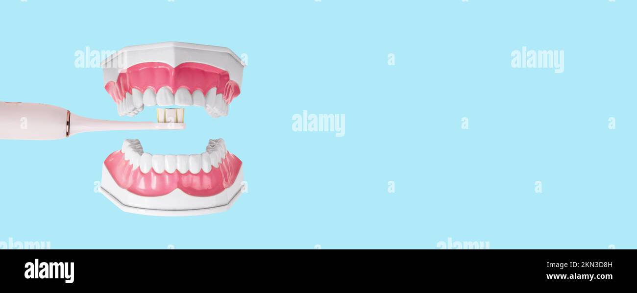 Zahnbürsten, Zahnreinigung Kiefermodell mit elektrischer Zahnbürste auf blauem Zahnarztbanner, Anzeigenhintergrund mit Kopierbereich. Hochwertiges Foto Stockfoto