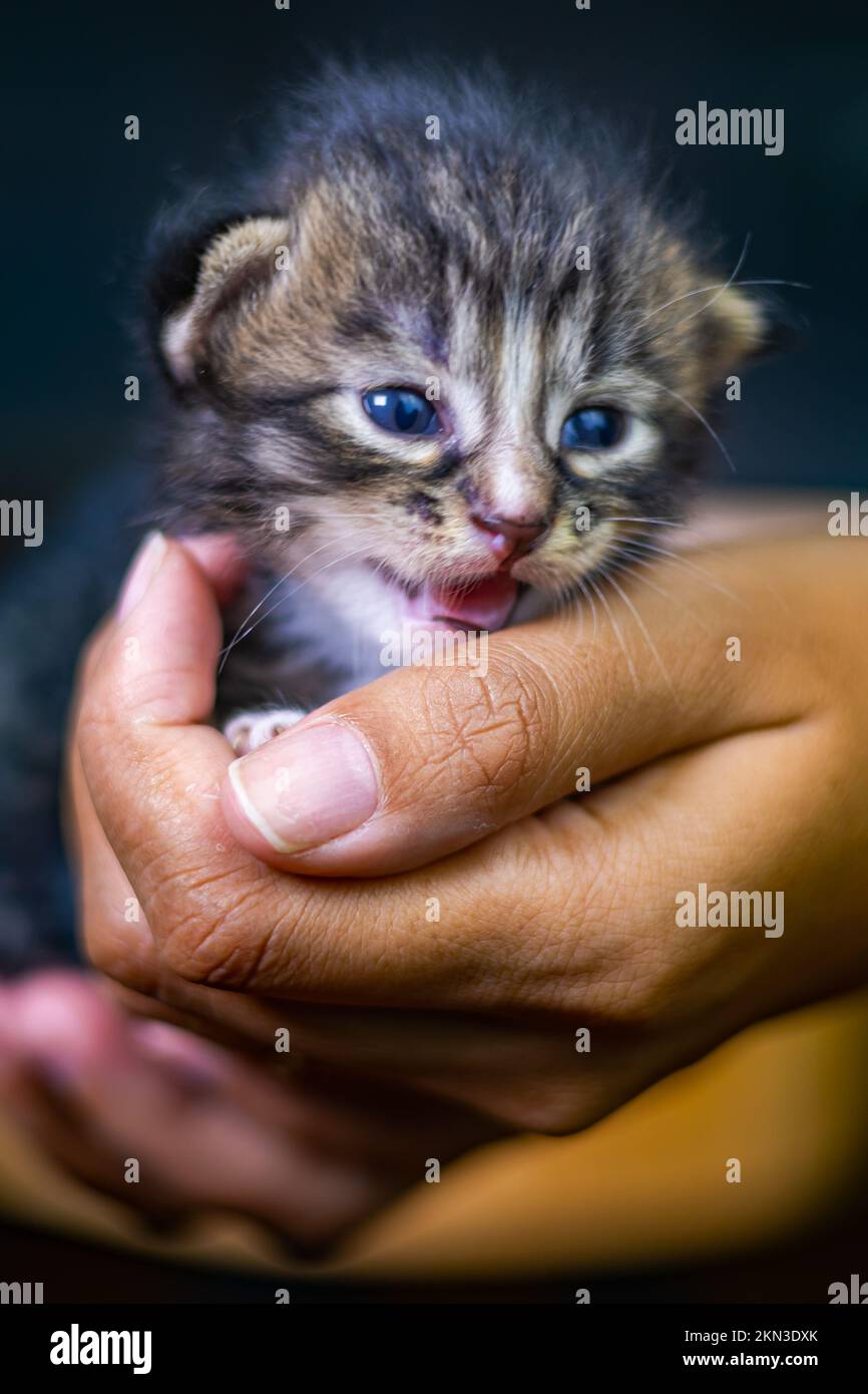 Süßes kleines Kätzchen, das auf der Handfläche einer Frau sitzt. Isoliert auf dunklem Hintergrund. Neugeborene Katze an weiblicher Hand. Ein Kätzchen auf einer Handfläche. Sehr litt Stockfoto