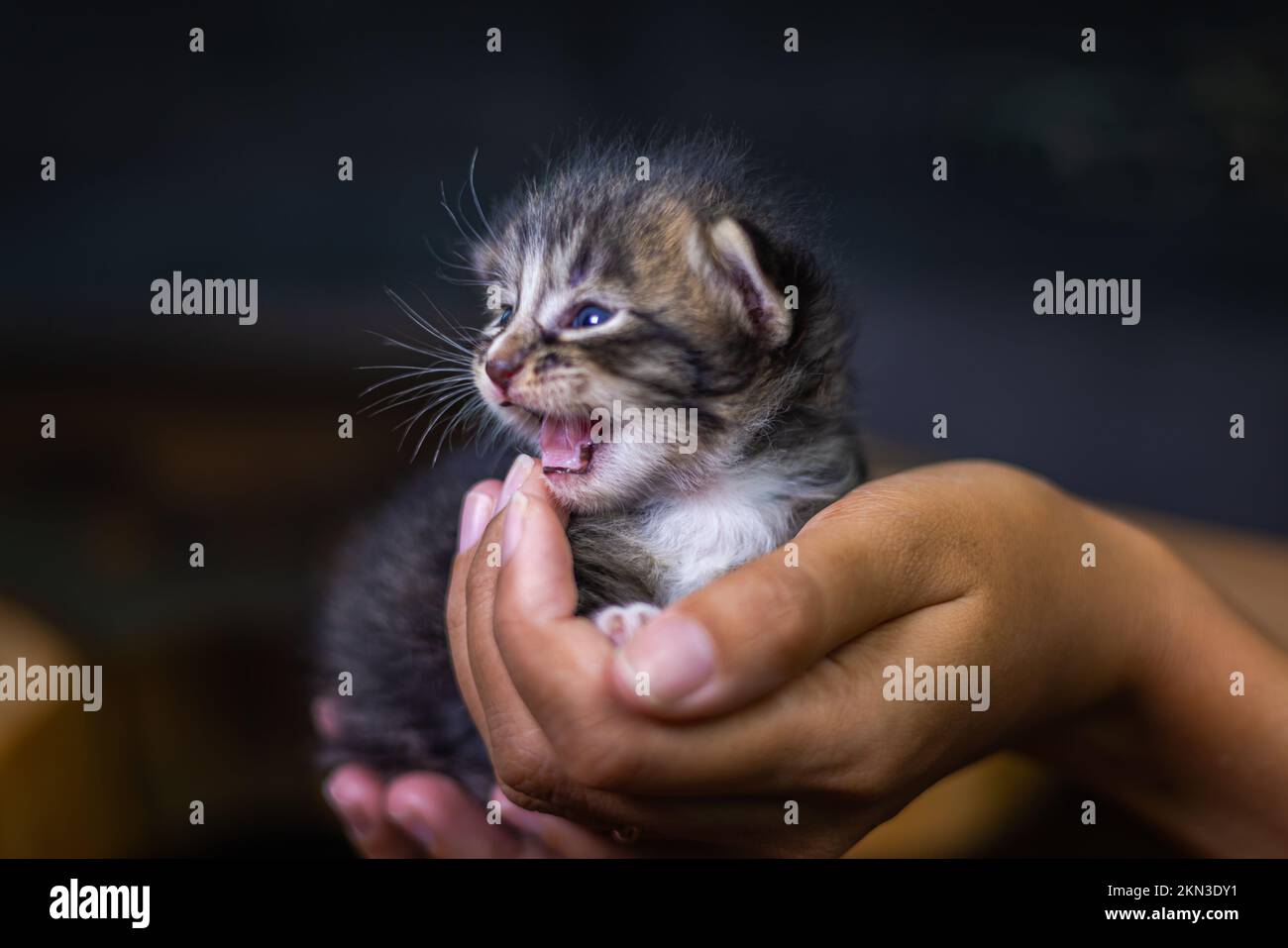 Süßes kleines Kätzchen, das auf der Handfläche einer Frau sitzt. Isoliert auf dunklem Hintergrund. Neugeborene Katze an weiblicher Hand. Ein Kätzchen auf einer Handfläche. Sehr litt Stockfoto