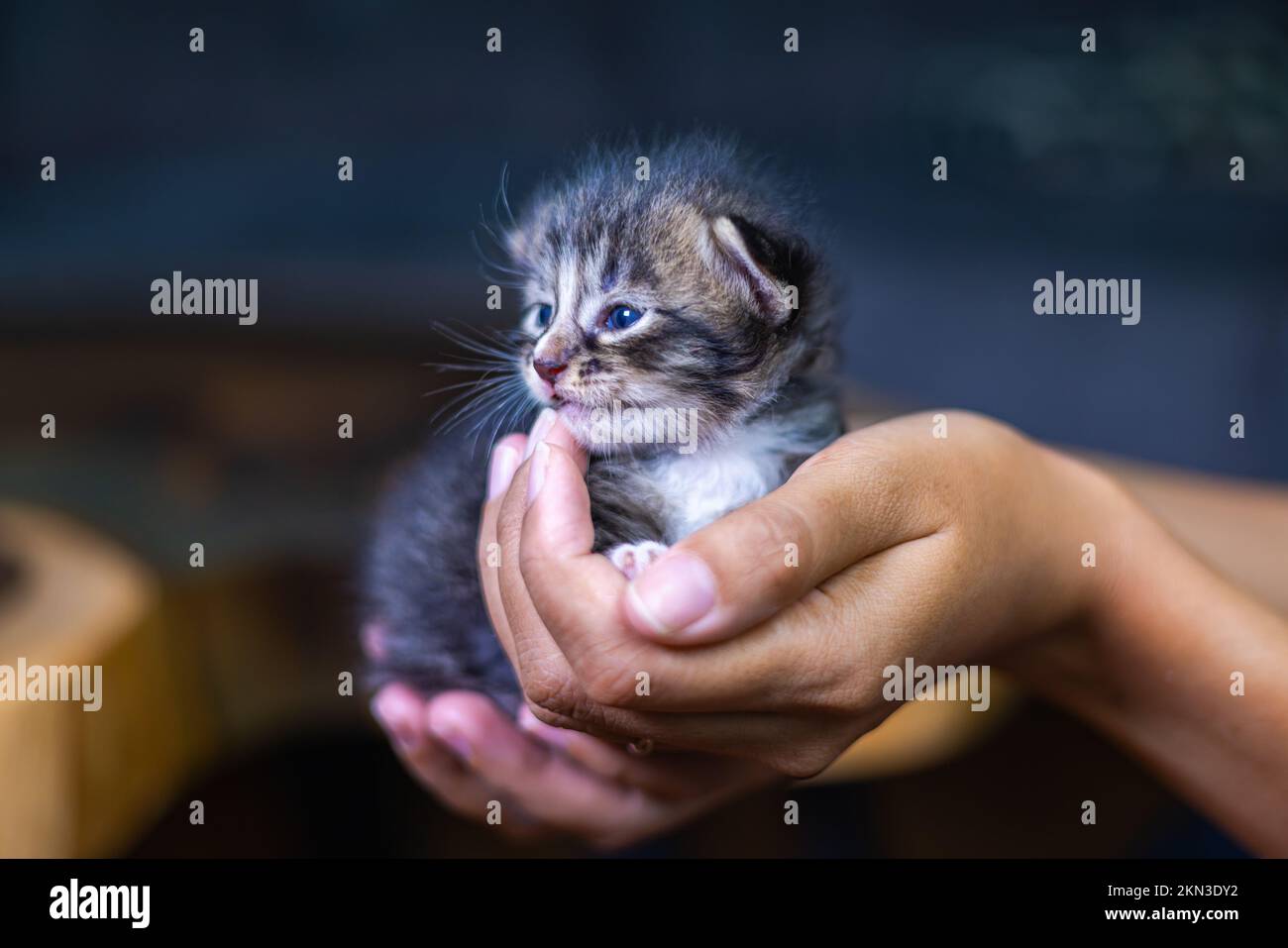 Süßes kleines Kätzchen, das auf der Handfläche einer Frau sitzt. Isoliert auf dunklem Hintergrund. Neugeborene Katze an weiblicher Hand. Ein Kätzchen auf einer Handfläche. Sehr litt Stockfoto
