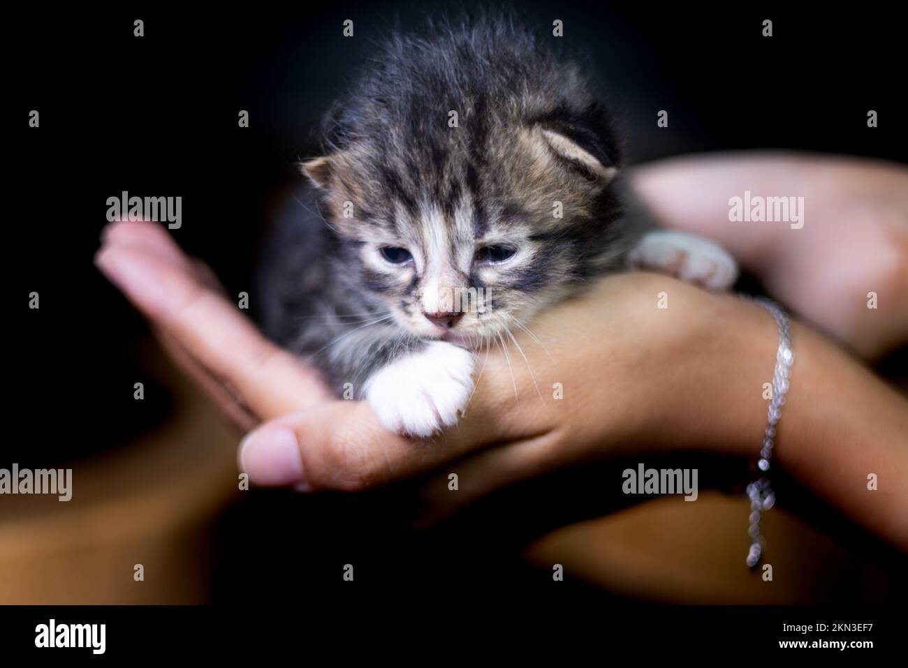 Süßes kleines Kätzchen, das auf der Handfläche einer Frau sitzt. Isoliert auf dunklem Hintergrund. Neugeborene Katze an weiblicher Hand. Ein Kätzchen auf einer Handfläche. Sehr litt Stockfoto