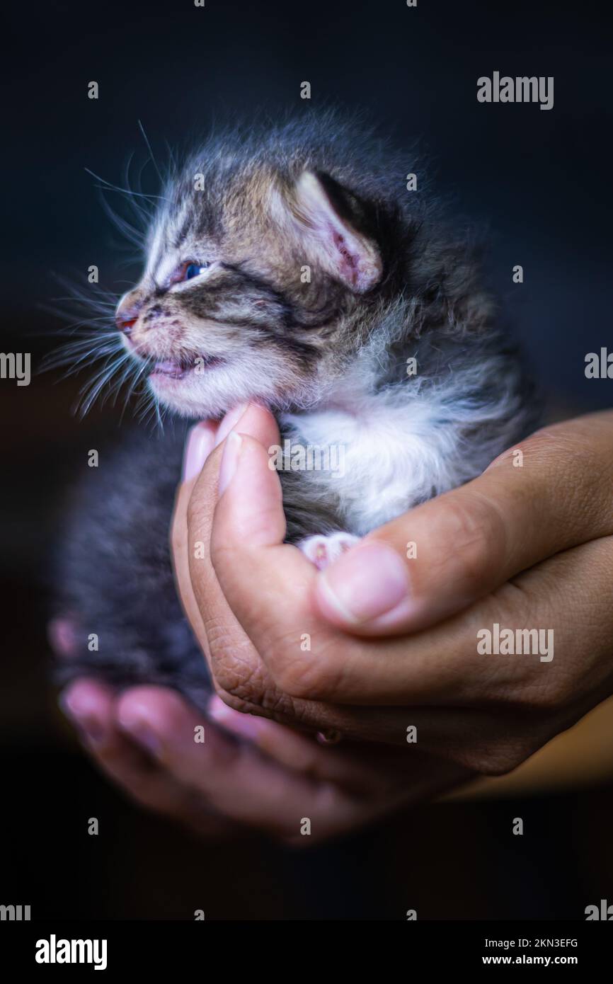 Süßes kleines Kätzchen, das auf der Handfläche einer Frau sitzt. Isoliert auf dunklem Hintergrund. Neugeborene Katze an weiblicher Hand. Ein Kätzchen auf einer Handfläche. Sehr litt Stockfoto