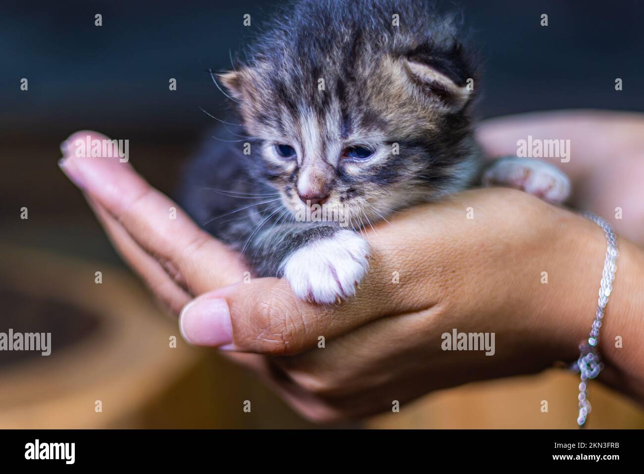 Süßes kleines Kätzchen, das auf der Handfläche einer Frau sitzt. Isoliert auf dunklem Hintergrund. Neugeborene Katze an weiblicher Hand. Ein Kätzchen auf einer Handfläche. Sehr litt Stockfoto