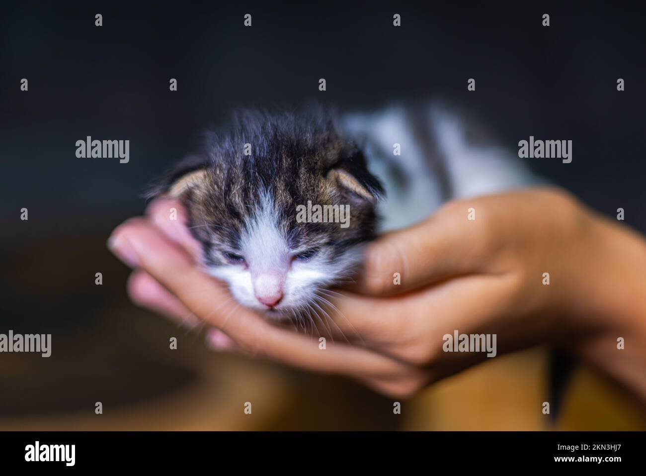 Süßes kleines Kätzchen, das auf der Handfläche einer Frau sitzt. Isoliert auf dunklem Hintergrund. Neugeborene Katze an weiblicher Hand. Ein Kätzchen auf einer Handfläche. Sehr litt Stockfoto
