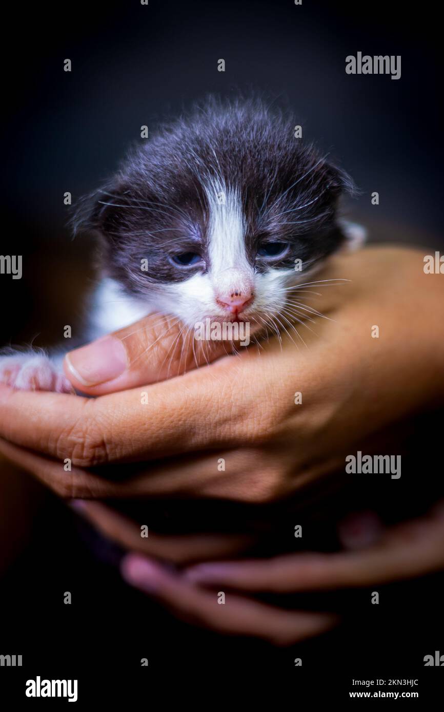 Süßes kleines Kätzchen, das auf der Handfläche einer Frau sitzt. Isoliert auf dunklem Hintergrund. Neugeborene Katze an weiblicher Hand. Ein Kätzchen auf einer Handfläche. Sehr litt Stockfoto