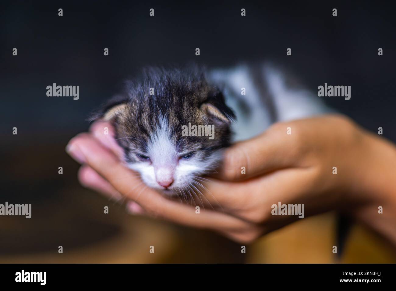 Süßes kleines Kätzchen, das auf der Handfläche einer Frau sitzt. Isoliert auf dunklem Hintergrund. Neugeborene Katze an weiblicher Hand. Ein Kätzchen auf einer Handfläche. Sehr litt Stockfoto