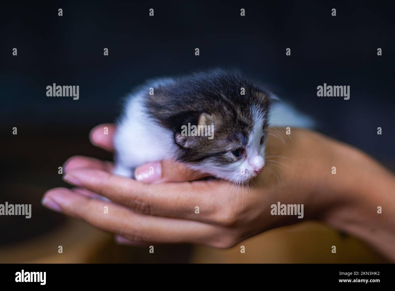 Süßes kleines Kätzchen, das auf der Handfläche einer Frau sitzt. Isoliert auf dunklem Hintergrund. Neugeborene Katze an weiblicher Hand. Ein Kätzchen auf einer Handfläche. Sehr litt Stockfoto