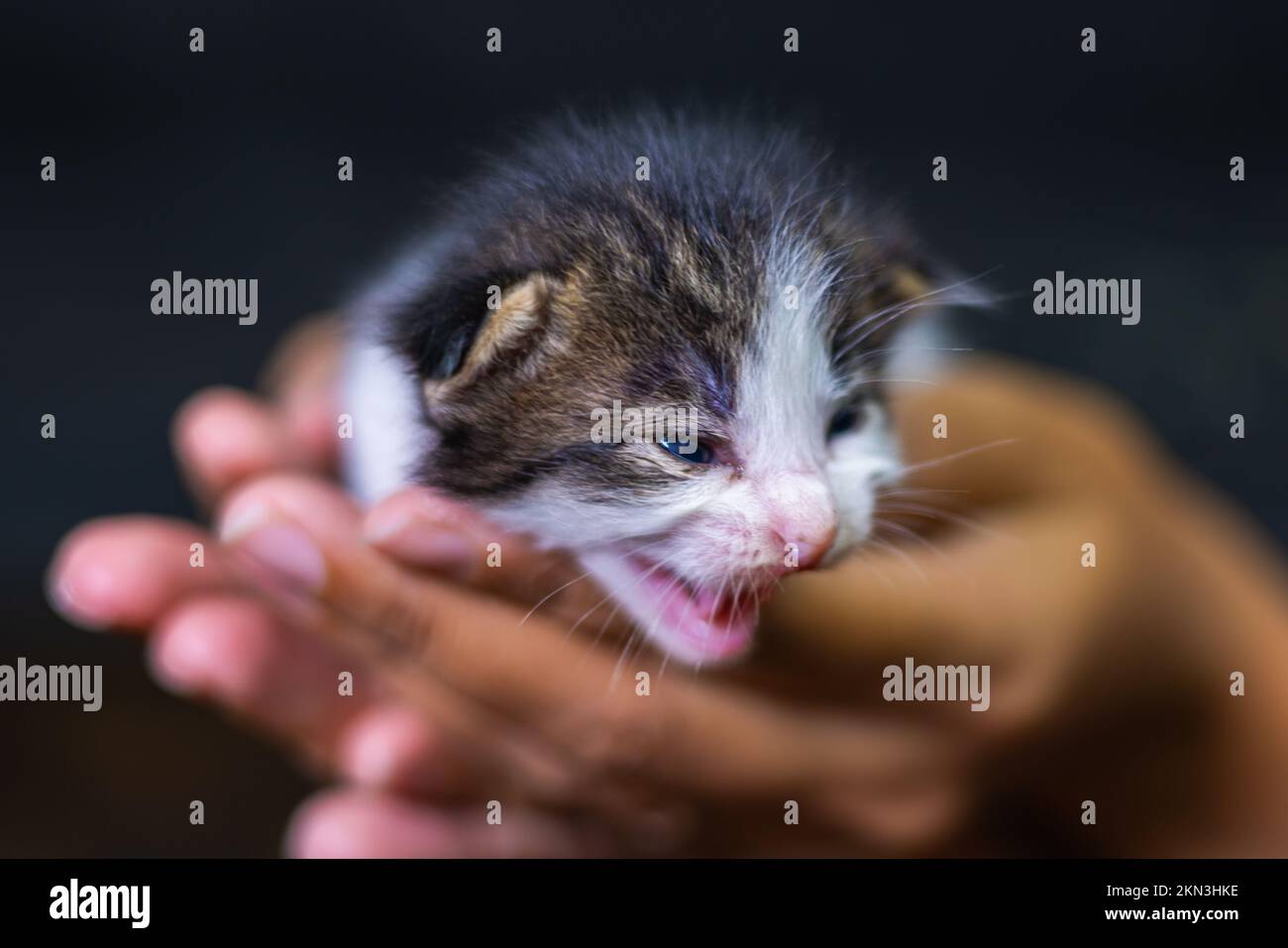 Süßes kleines Kätzchen, das auf der Handfläche einer Frau sitzt. Isoliert auf dunklem Hintergrund. Neugeborene Katze an weiblicher Hand. Ein Kätzchen auf einer Handfläche. Sehr litt Stockfoto