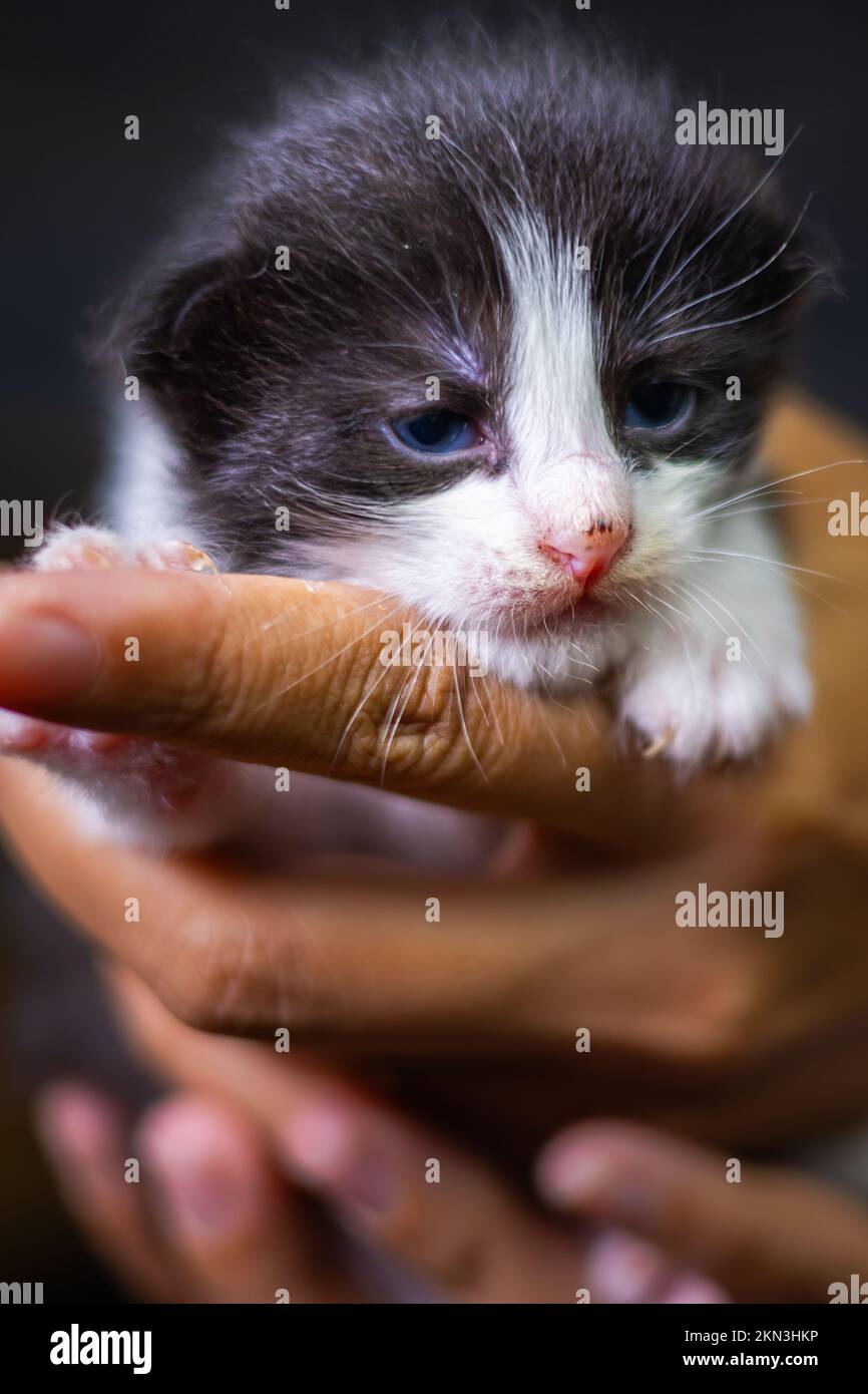 Süßes kleines Kätzchen, das auf der Handfläche einer Frau sitzt. Isoliert auf dunklem Hintergrund. Neugeborene Katze an weiblicher Hand. Ein Kätzchen auf einer Handfläche. Sehr litt Stockfoto