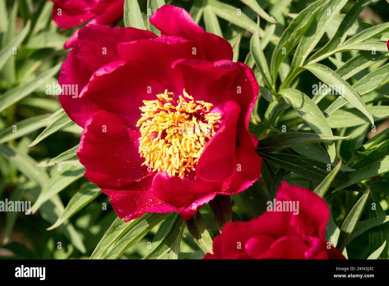 Chinesischer farn -Fotos und -Bildmaterial in hoher Auflsung  Alamy