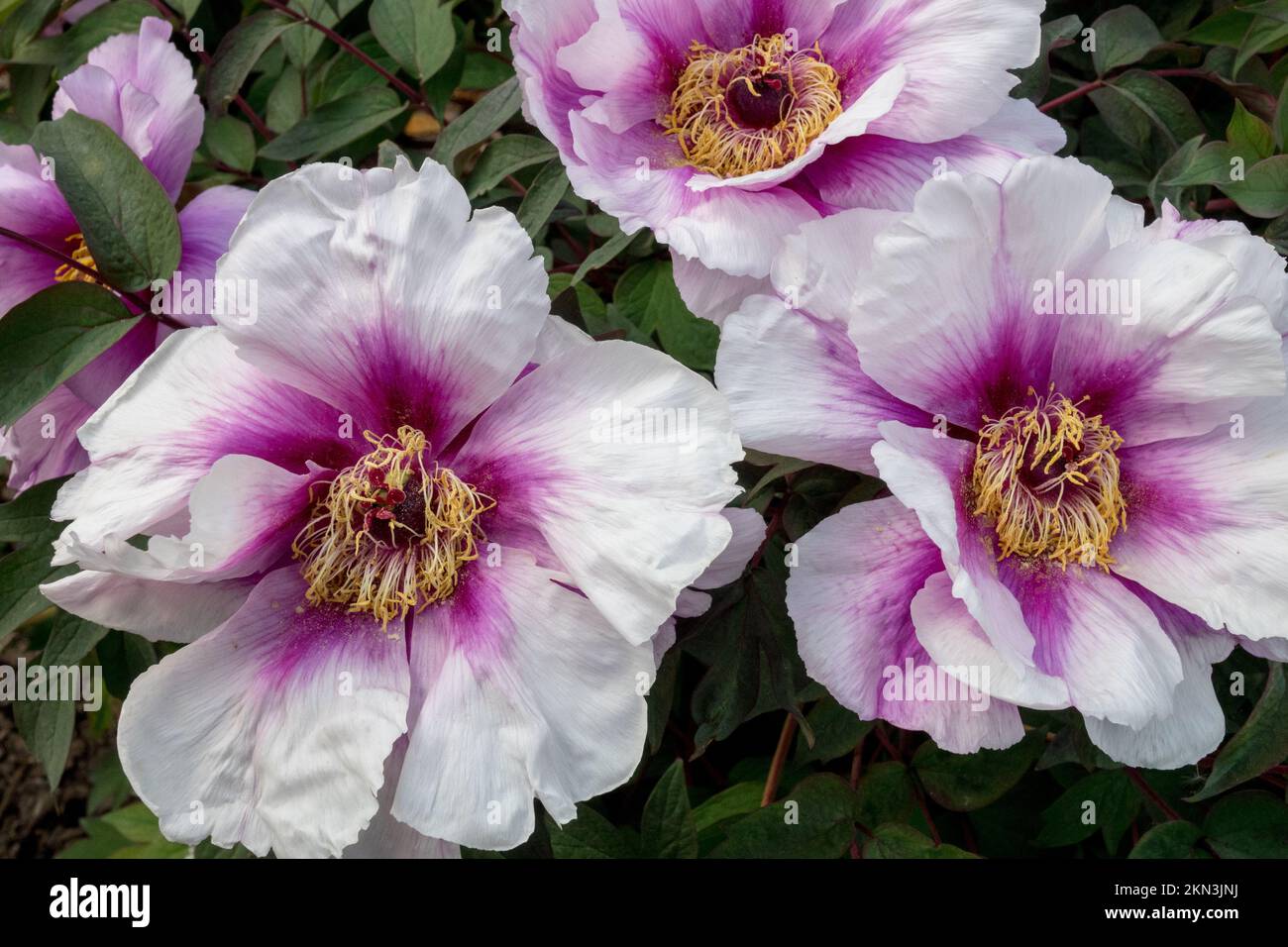 Paeonia, Schön, Pfingstrose, Blumen, Weiß, Pfingstrosen, Pfingstrosen, Blüten, mehrjährig, Pflanze Paeonia 'Monsieur Antoine Riviére' Paeonia-Baum weiß Stockfoto