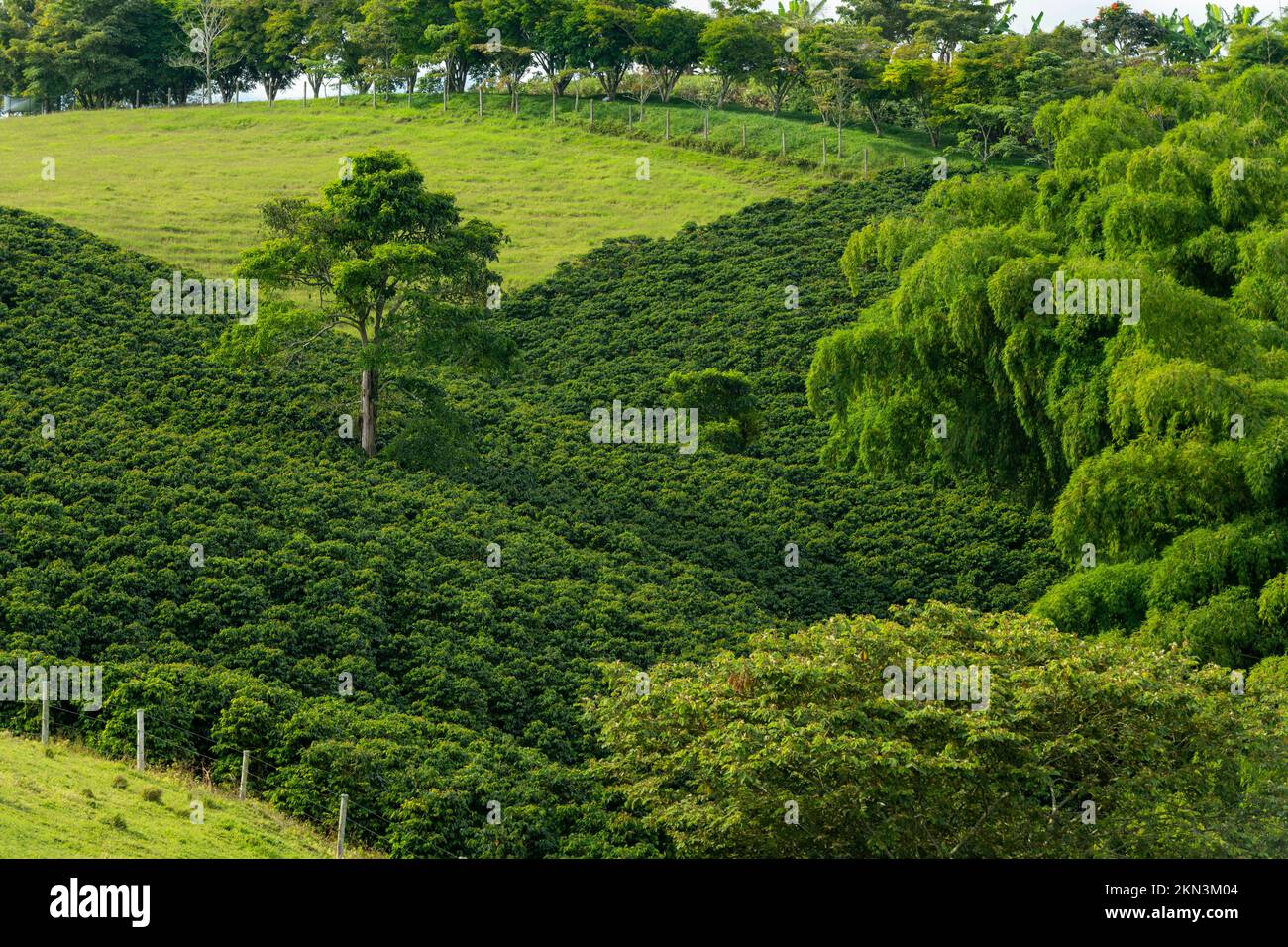 Kaffeepflanzenfeld in Pereira , Risaralda , Kolumbien - Stockfoto Stockfoto