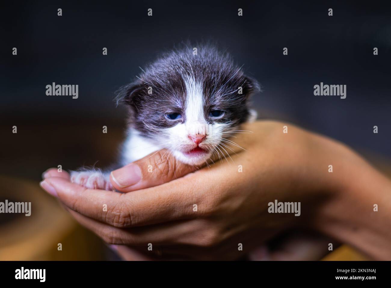 Süßes kleines Kätzchen, das auf der Handfläche einer Frau sitzt. Isoliert auf dunklem Hintergrund. Neugeborene Katze an weiblicher Hand. Ein Kätzchen auf einer Handfläche. Sehr litt Stockfoto