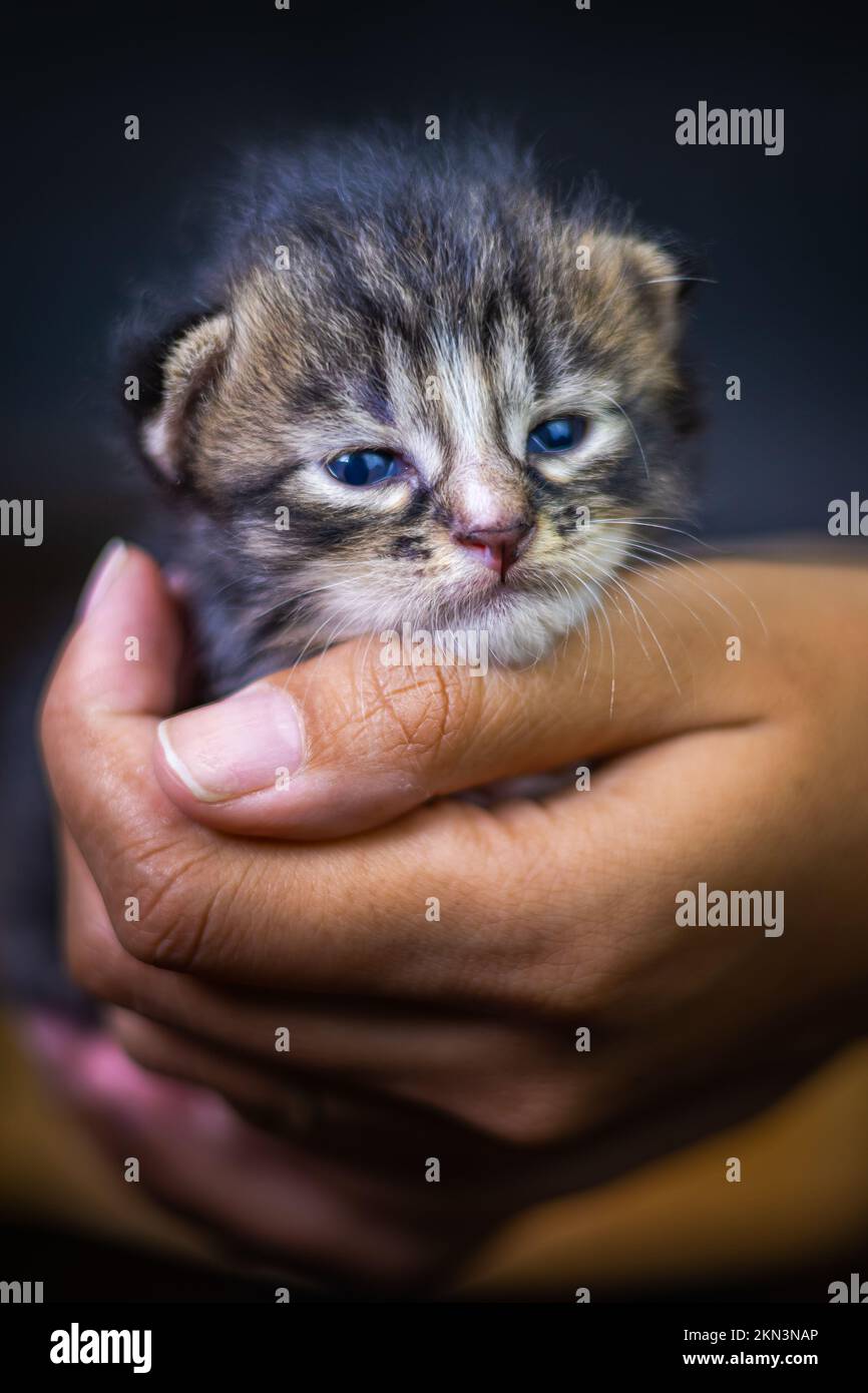 Süßes kleines Kätzchen, das auf der Handfläche einer Frau sitzt. Isoliert auf dunklem Hintergrund. Neugeborene Katze an weiblicher Hand. Ein Kätzchen auf einer Handfläche. Sehr litt Stockfoto