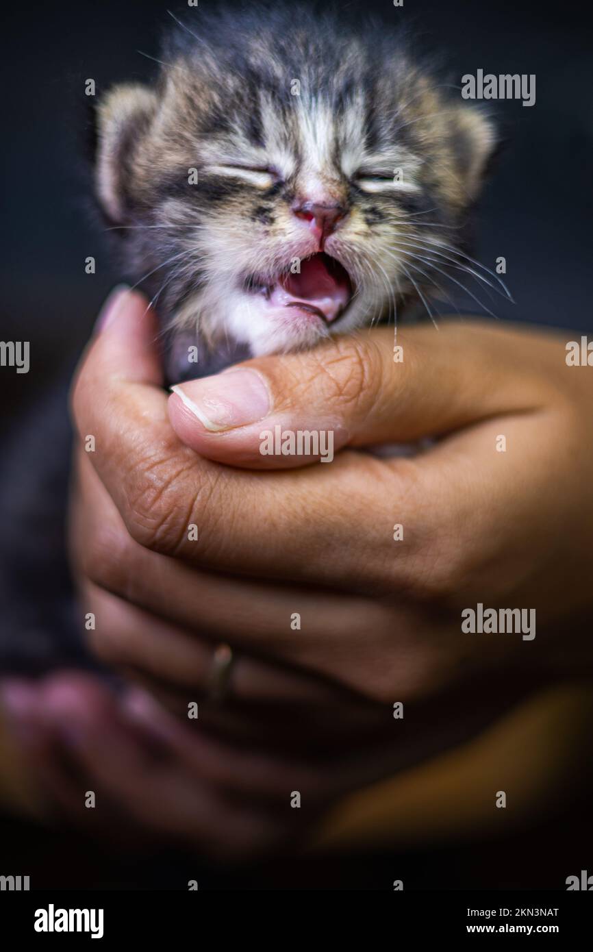 Süßes kleines Kätzchen, das auf der Handfläche einer Frau sitzt. Isoliert auf dunklem Hintergrund. Neugeborene Katze an weiblicher Hand. Ein Kätzchen auf einer Handfläche. Sehr litt Stockfoto