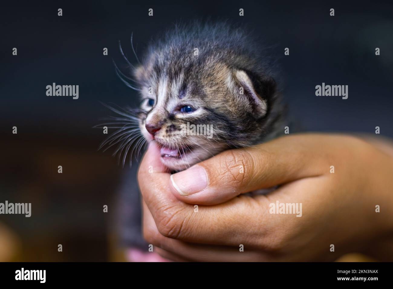 Süßes kleines Kätzchen, das auf der Handfläche einer Frau sitzt. Isoliert auf dunklem Hintergrund. Neugeborene Katze an weiblicher Hand. Ein Kätzchen auf einer Handfläche. Sehr litt Stockfoto
