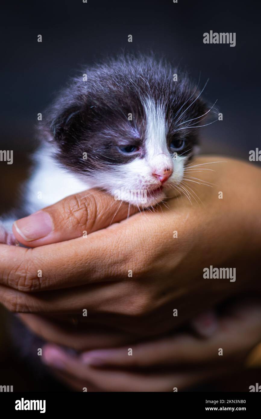 Süßes kleines Kätzchen, das auf der Handfläche einer Frau sitzt. Isoliert auf dunklem Hintergrund. Neugeborene Katze an weiblicher Hand. Ein Kätzchen auf einer Handfläche. Sehr litt Stockfoto