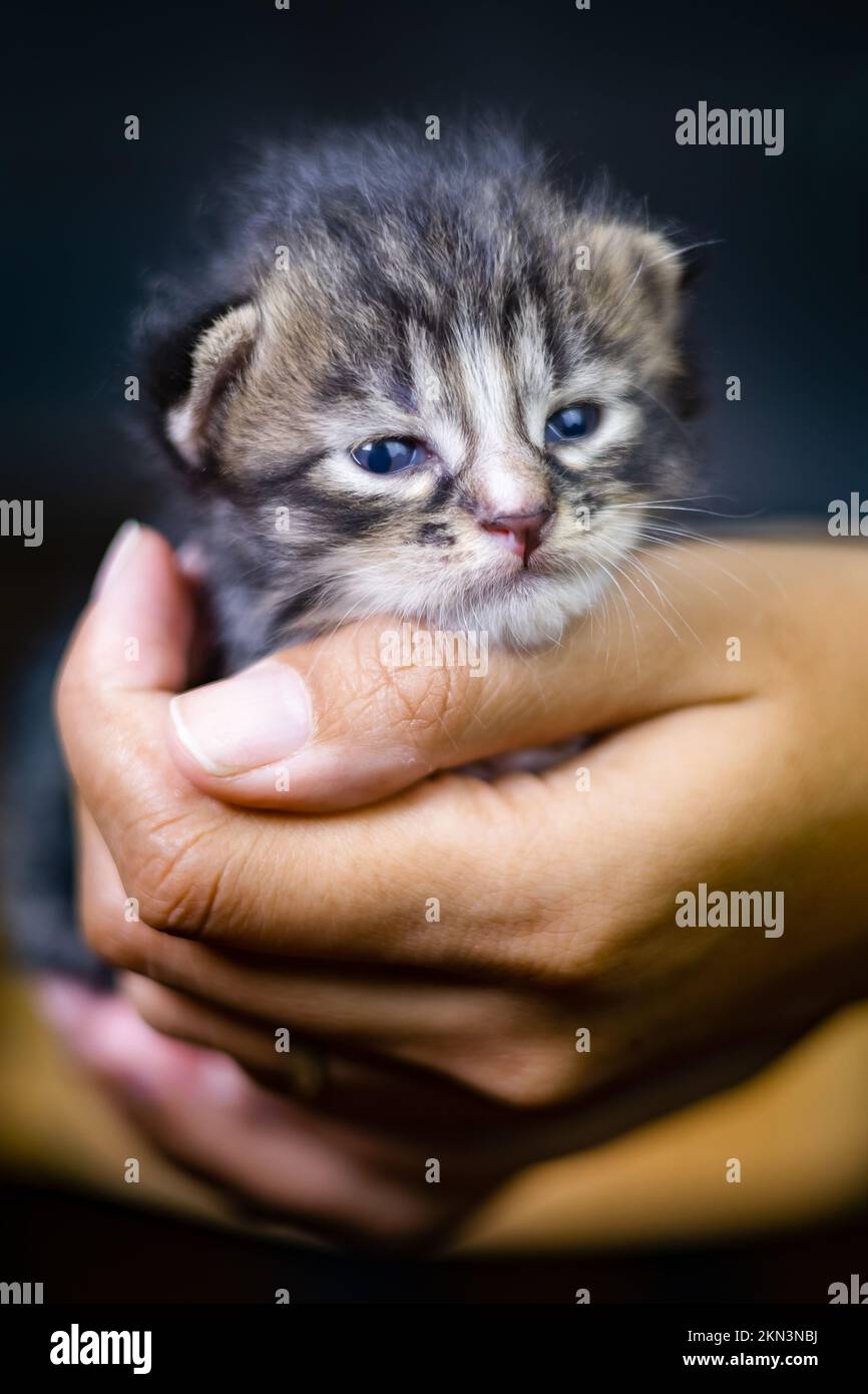 Süßes kleines Kätzchen, das auf der Handfläche einer Frau sitzt. Isoliert auf dunklem Hintergrund. Neugeborene Katze an weiblicher Hand. Ein Kätzchen auf einer Handfläche. Sehr litt Stockfoto