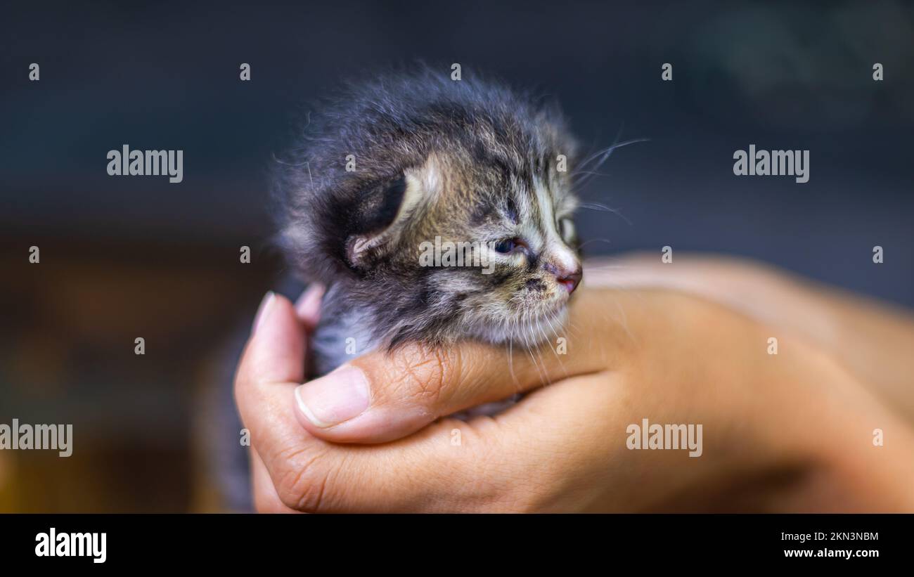 Süßes kleines Kätzchen, das auf der Handfläche einer Frau sitzt. Isoliert auf dunklem Hintergrund. Neugeborene Katze an weiblicher Hand. Ein Kätzchen auf einer Handfläche. Sehr litt Stockfoto