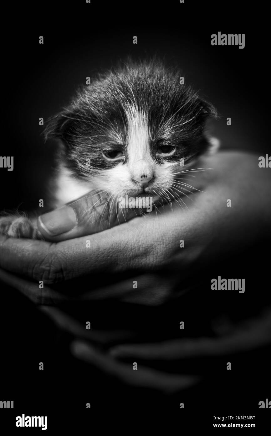 Ein Kätzchen in einer weiblichen menschlichen Hand. Zwei Wochen alte neugeborene Katze, die in der Hand einer Frau liegt. Selektiver Fokus auf das kleine Haustier. Sie sieht neugierig aus. Stockfoto