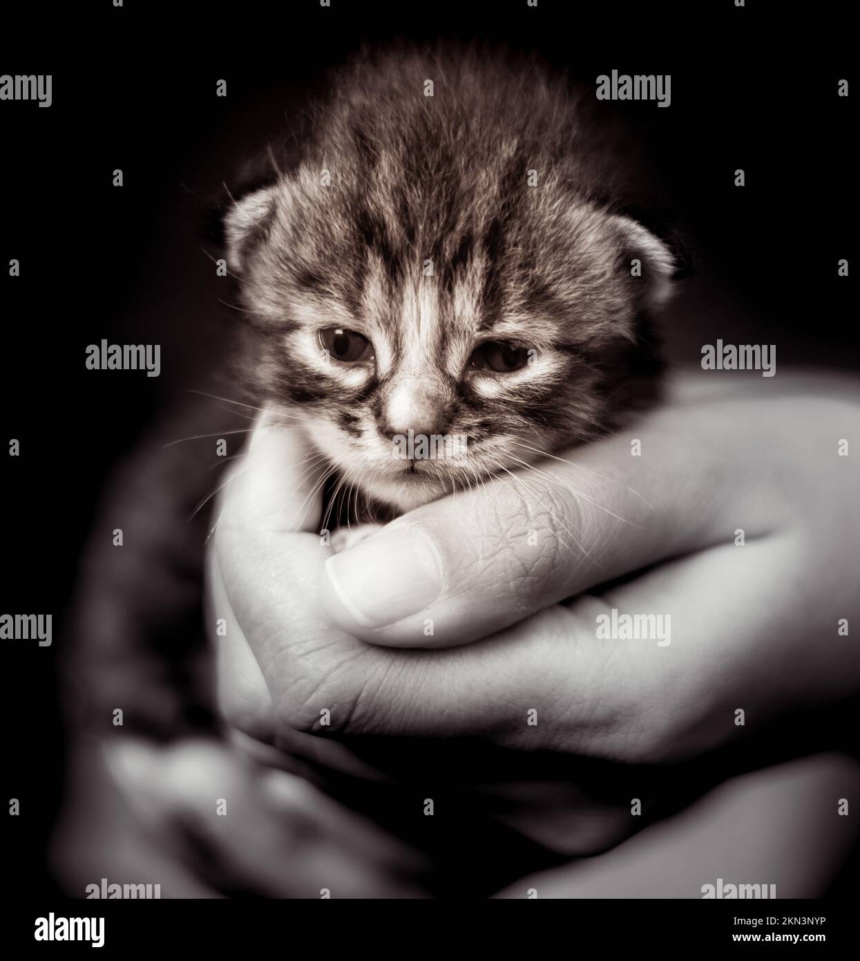 Ein Kätzchen in einer weiblichen menschlichen Hand. Zwei Wochen alte neugeborene Katze, die in der Hand einer Frau liegt. Selektiver Fokus auf das kleine Haustier. Sie sieht neugierig aus. Stockfoto