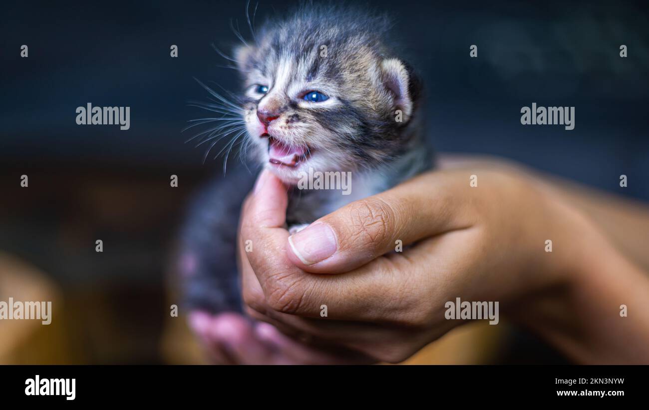 Süßes kleines Kätzchen, das auf der Handfläche einer Frau sitzt. Isoliert auf dunklem Hintergrund. Neugeborene Katze an weiblicher Hand. Ein Kätzchen auf einer Handfläche. Sehr litt Stockfoto