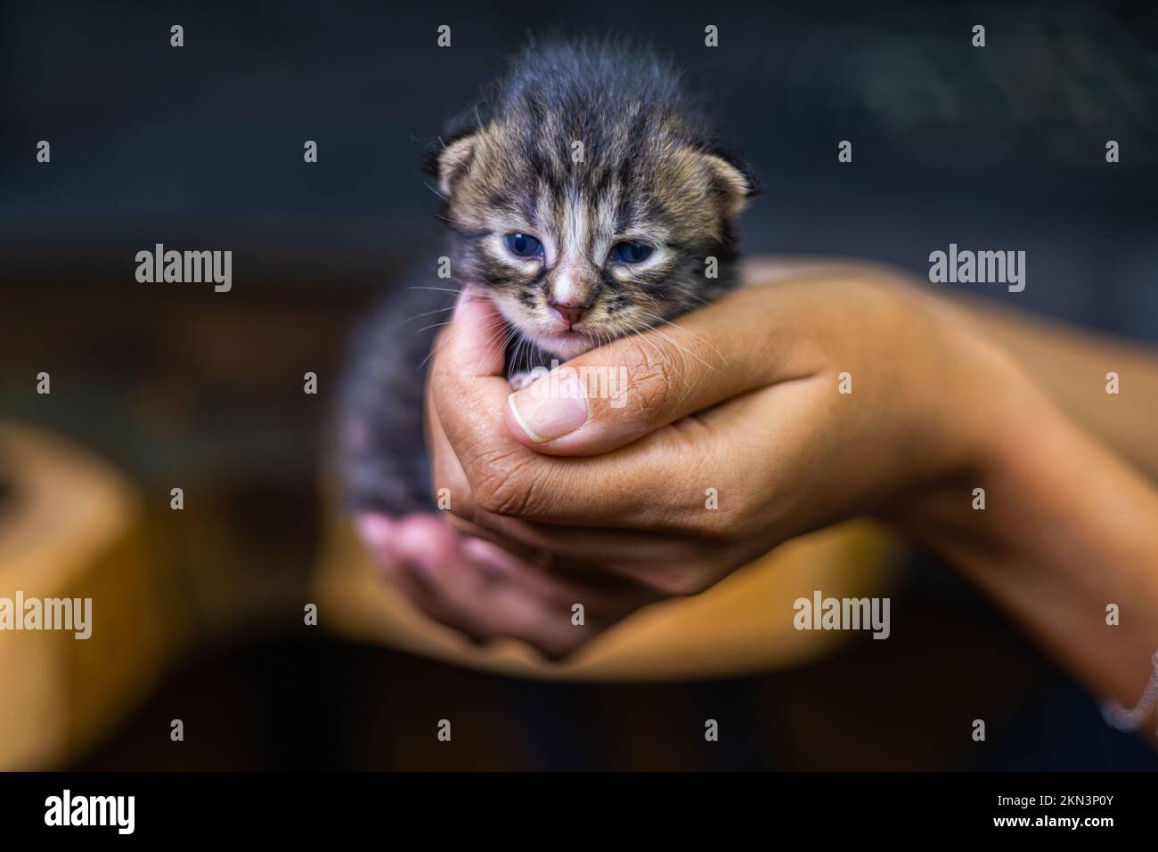 Süßes kleines Kätzchen, das auf der Handfläche einer Frau sitzt. Isoliert auf dunklem Hintergrund. Neugeborene Katze an weiblicher Hand. Ein Kätzchen auf einer Handfläche. Sehr litt Stockfoto