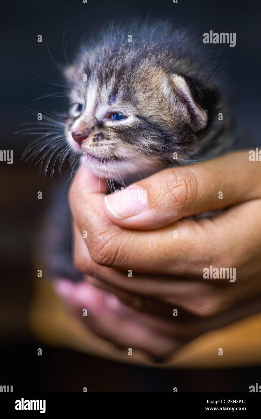 Süßes kleines Kätzchen, das auf der Handfläche einer Frau sitzt. Isoliert auf dunklem Hintergrund. Neugeborene Katze an weiblicher Hand. Ein Kätzchen auf einer Handfläche. Sehr litt Stockfoto