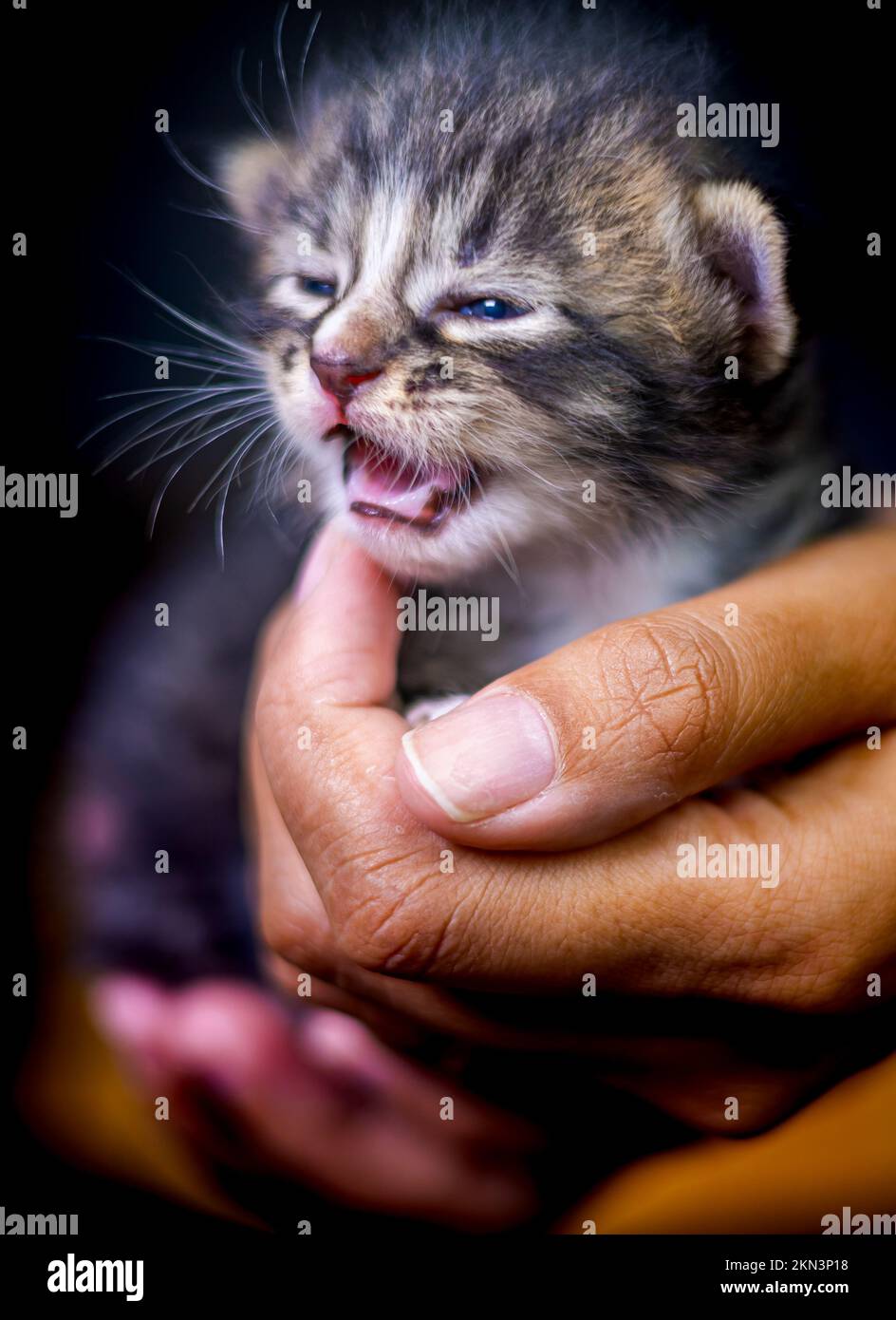 Süßes kleines Kätzchen, das auf der Handfläche einer Frau sitzt. Isoliert auf dunklem Hintergrund. Neugeborene Katze an weiblicher Hand. Ein Kätzchen auf einer Handfläche. Sehr litt Stockfoto