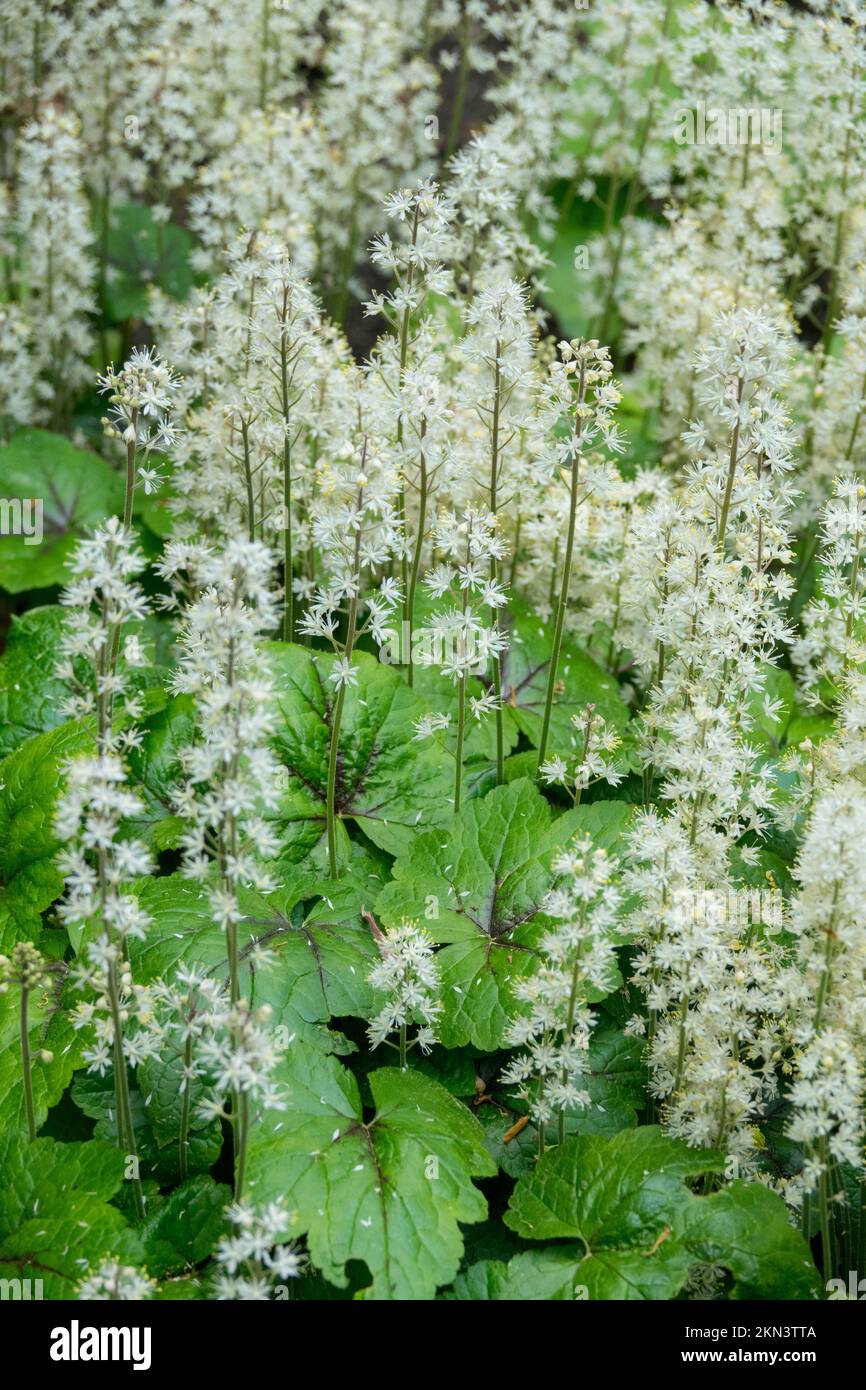 April, Blumen, Blüten, Tiarella cordifolia, Tiger Stripe, Herzblatt-Schaumblume, Blüte, Schaumblume, Pflanze Stockfoto