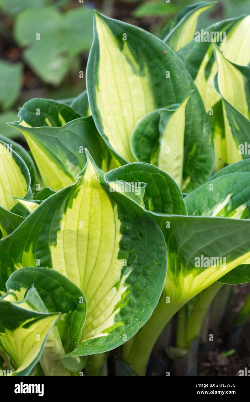 Variegiert, Hosta 'Whirlwind', Plantain Lily, Blätter Stockfoto
