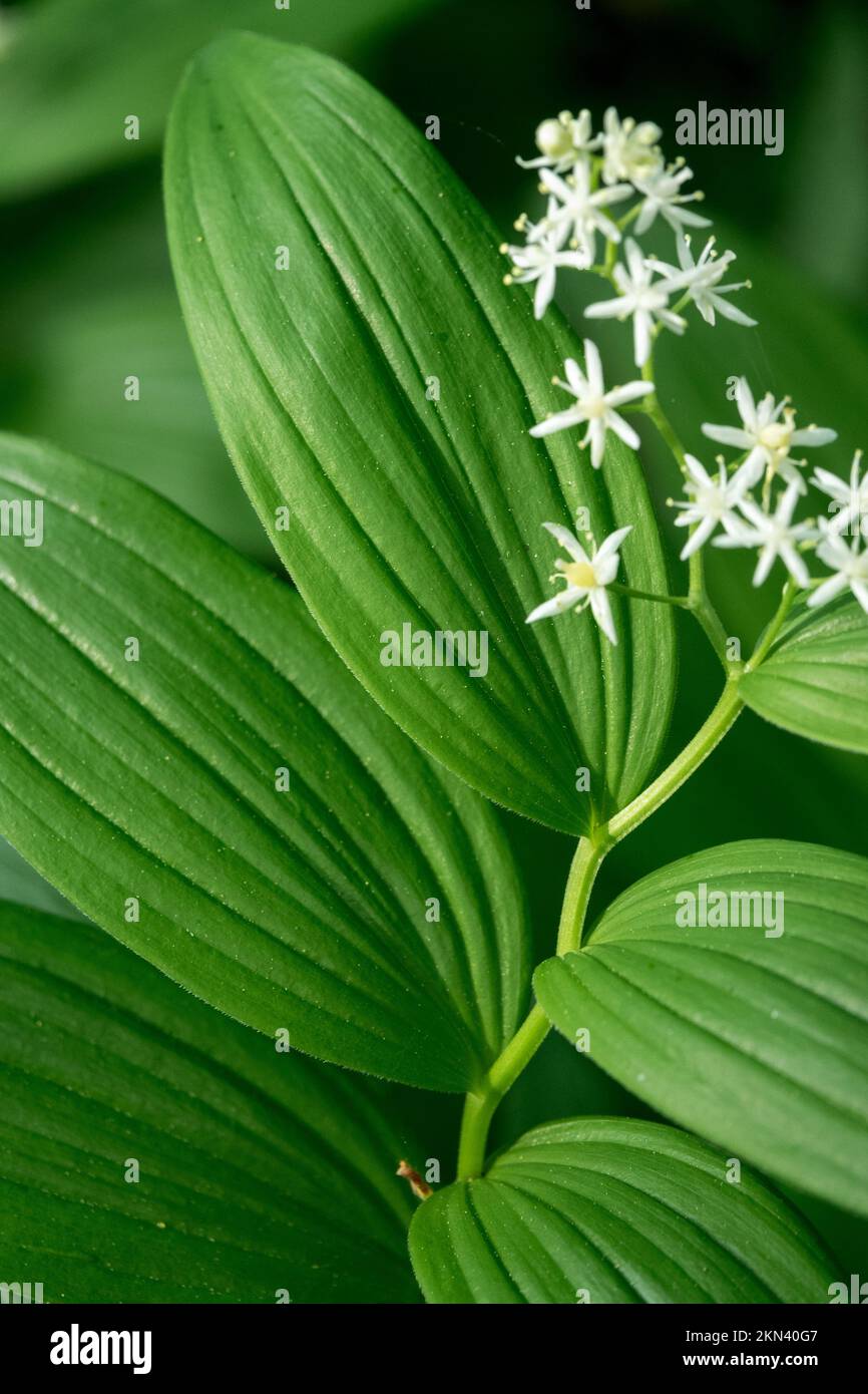 Wunderschön, weiß, blühend, wilde Lilie des Tals, Starry Solomons Plume, Maianthemum stellatum, Sternsalomonen-Siegel, Pflanze Stockfoto