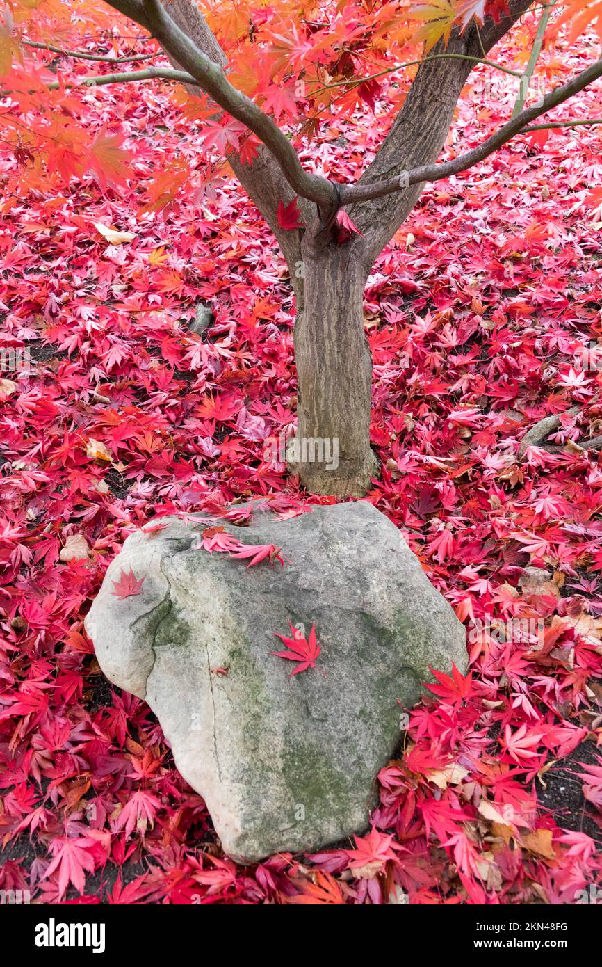 Im Herbst fallen japanische Ahornblätter in den Garten Rote Blätter auf den Boden Stockfoto