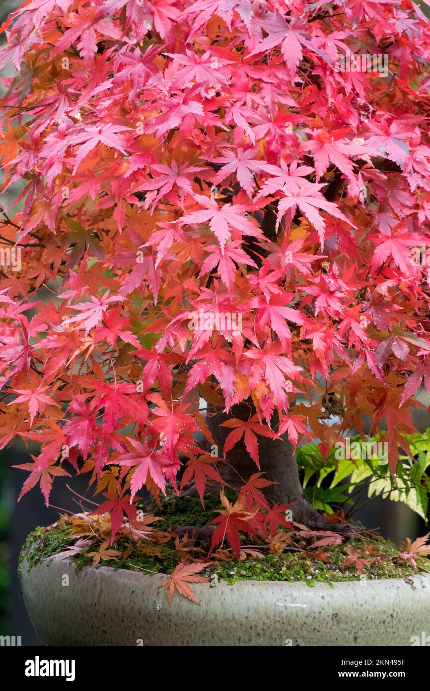 Herbstlicher japanischer Ahorn Acer palmatum im Topf Rote Ahornblätter herbstliche Acer Container Ahornblätter rotes Laub Herbstlaub im Herbst Herbst Herbst Stockfoto