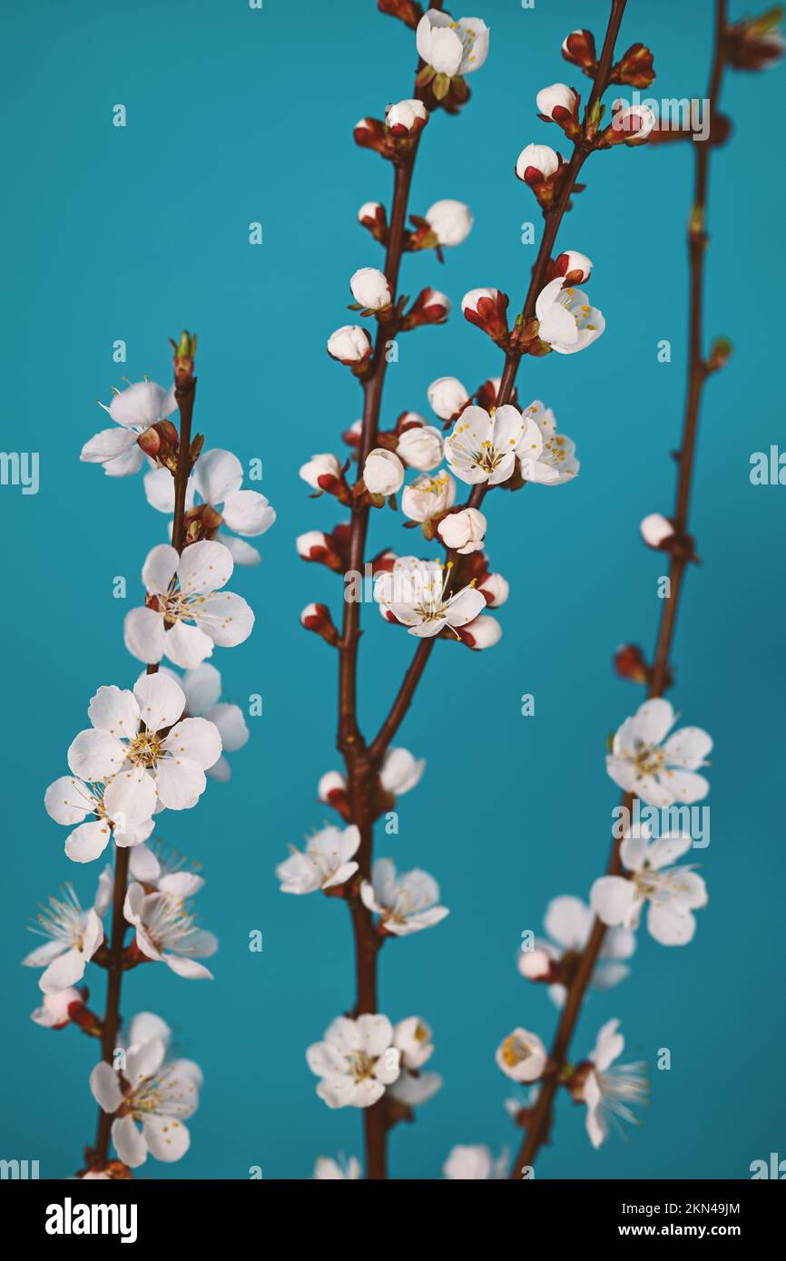 Frühlingshintergrund mit Blumenmotiv. Blühende Aprikosenäste auf blauem Hintergrund. Stockfoto