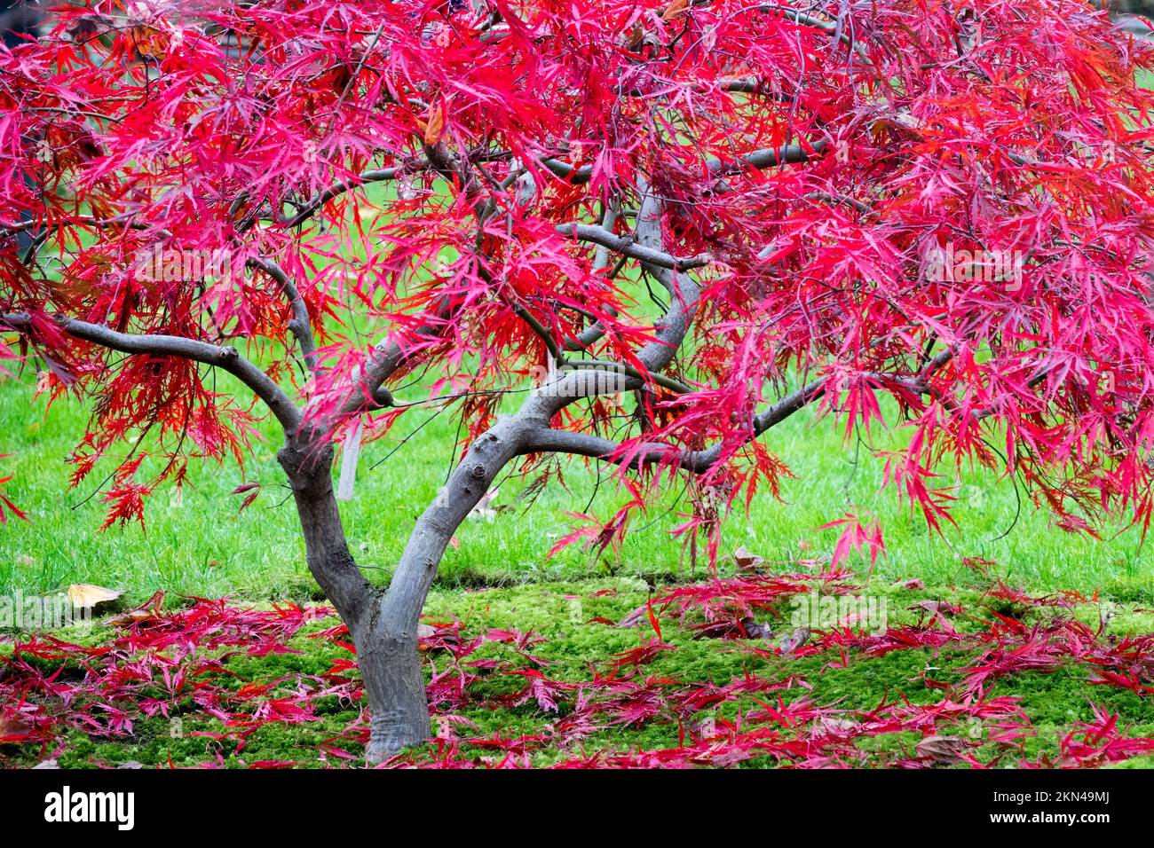 Geschnittenes Blatt, japanischer Ahorn, Acer palmatum, „Dissectum, Nigrum“ syn. „Pendel“, „Atrosanguineum“ und „Ever Red“ im Herbstfadenblatt Stockfoto