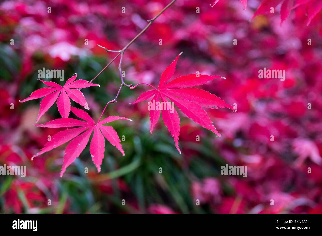 Japanischer Ahorn, Zweig, Rot, Blätter, Herbst, Acer palmatum Stockfoto