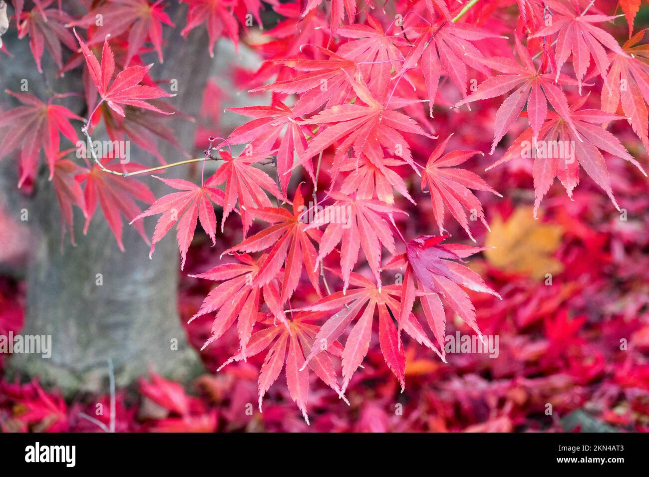 Herbst, Ahorn, Blätter, Fallend, Japanischer Ahorn, Baum, Acer palmatum, Rot, Laub Stockfoto