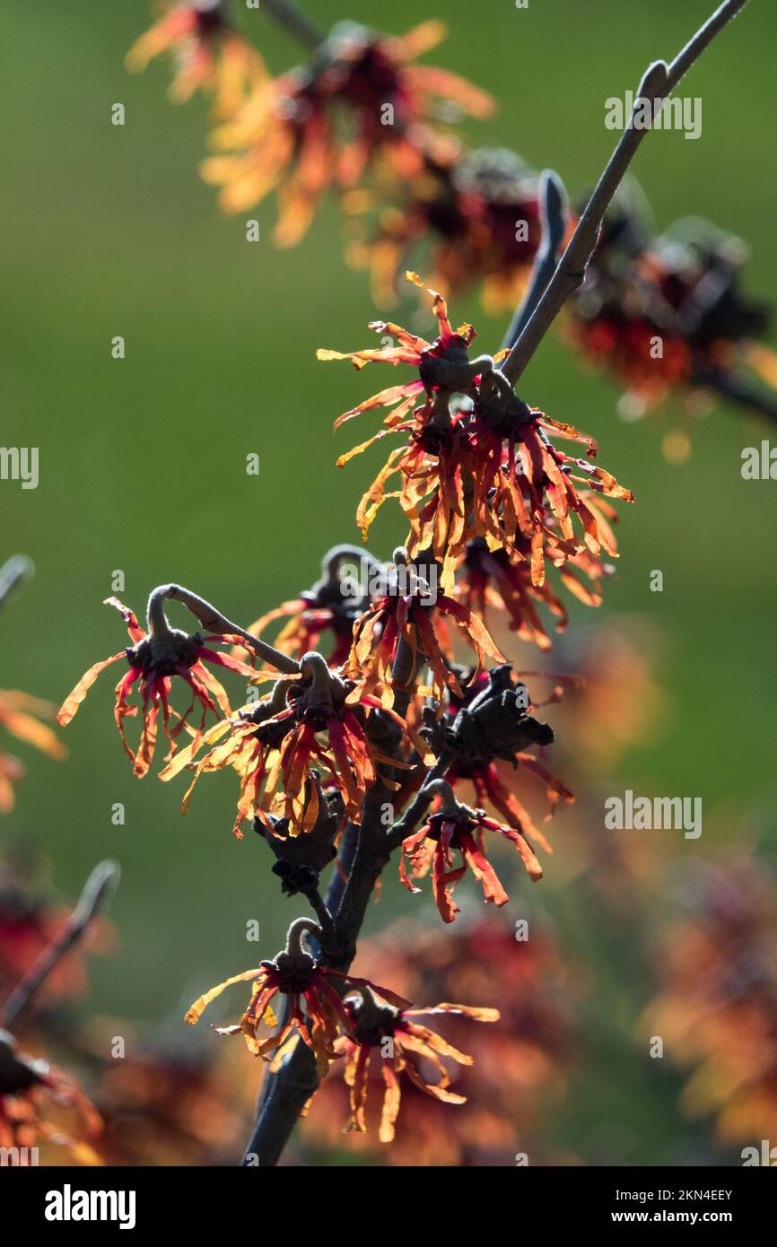 Winter Witch Hazel Bloom, Hamamelis Blooming, Hamamelis Aurora, Blume auf dem Zweig Stockfoto