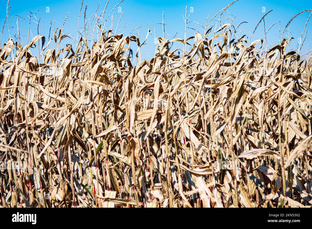 Hintergrund von getrocknetem, stehendem Feldmais, der zur Ernte bereit ist. Stockfoto